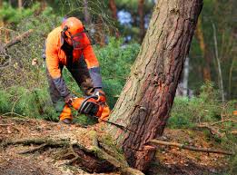 Reliable Merritt Park, NY Tree Removal and Landscaping Services Solutions